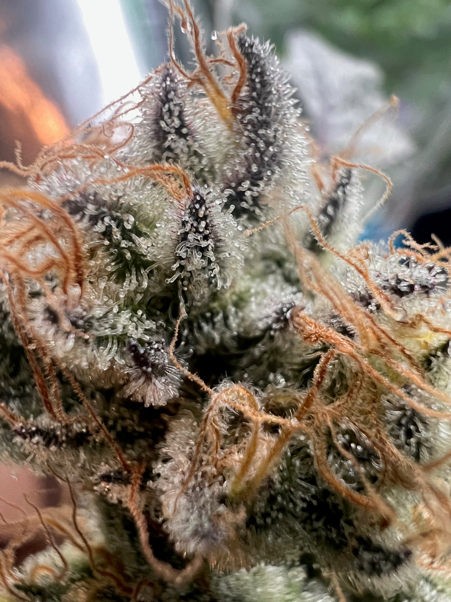 Skunk Sorbet (14 Souvenir Fem. Seeds)