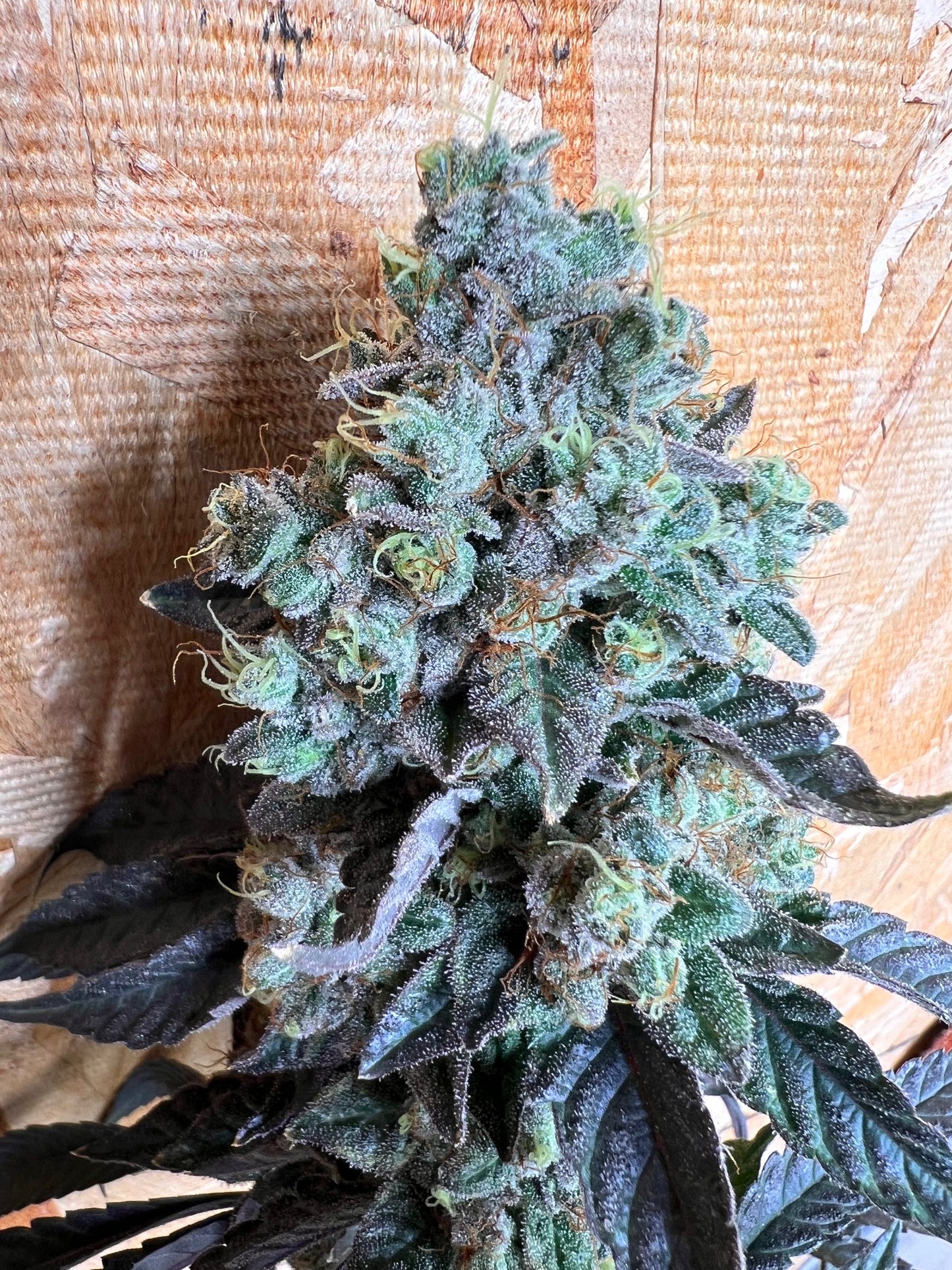 Skunk Sorbet (14 Souvenir Fem. Seeds)