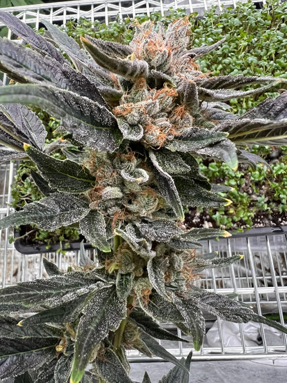 Skunk Sorbet (14 Souvenir Fem. Seeds)