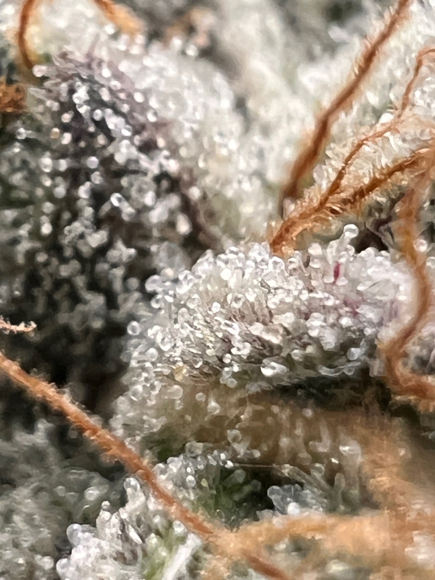 Skunk Sorbet (14 Souvenir Fem. Seeds)