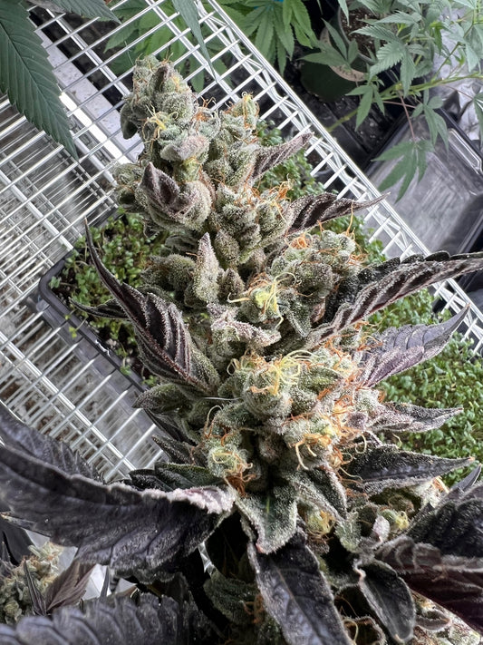 Skunk Sorbet (7 Souvenir Fem. Seeds)