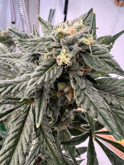 Georgia Summers (7 Souvenir Fem. Seeds)