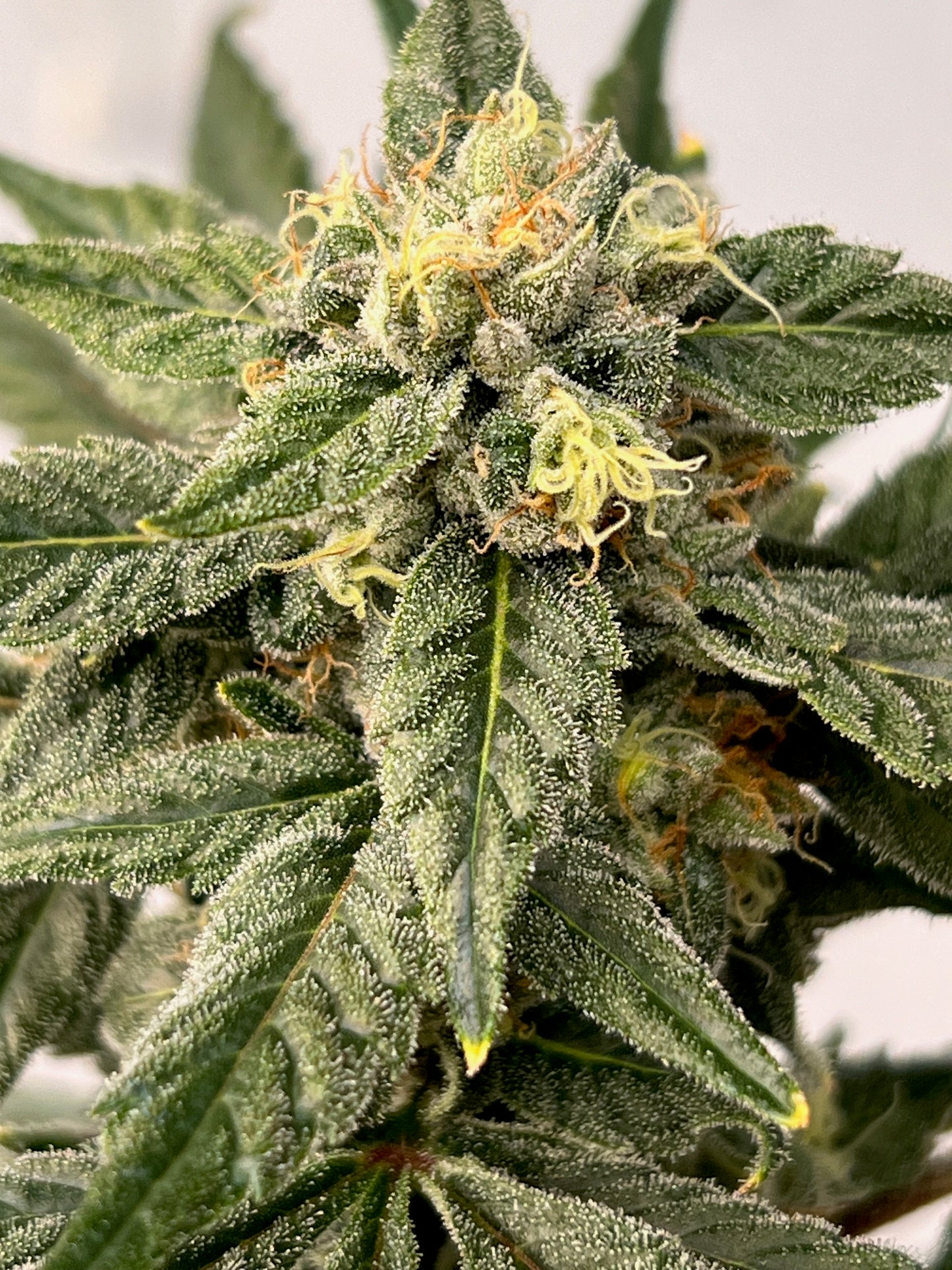 Georgia Summers (7 Souvenir Fem. Seeds)