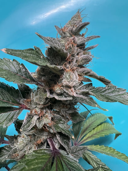 Skunk Sorbet (14 Souvenir Fem. Seeds)