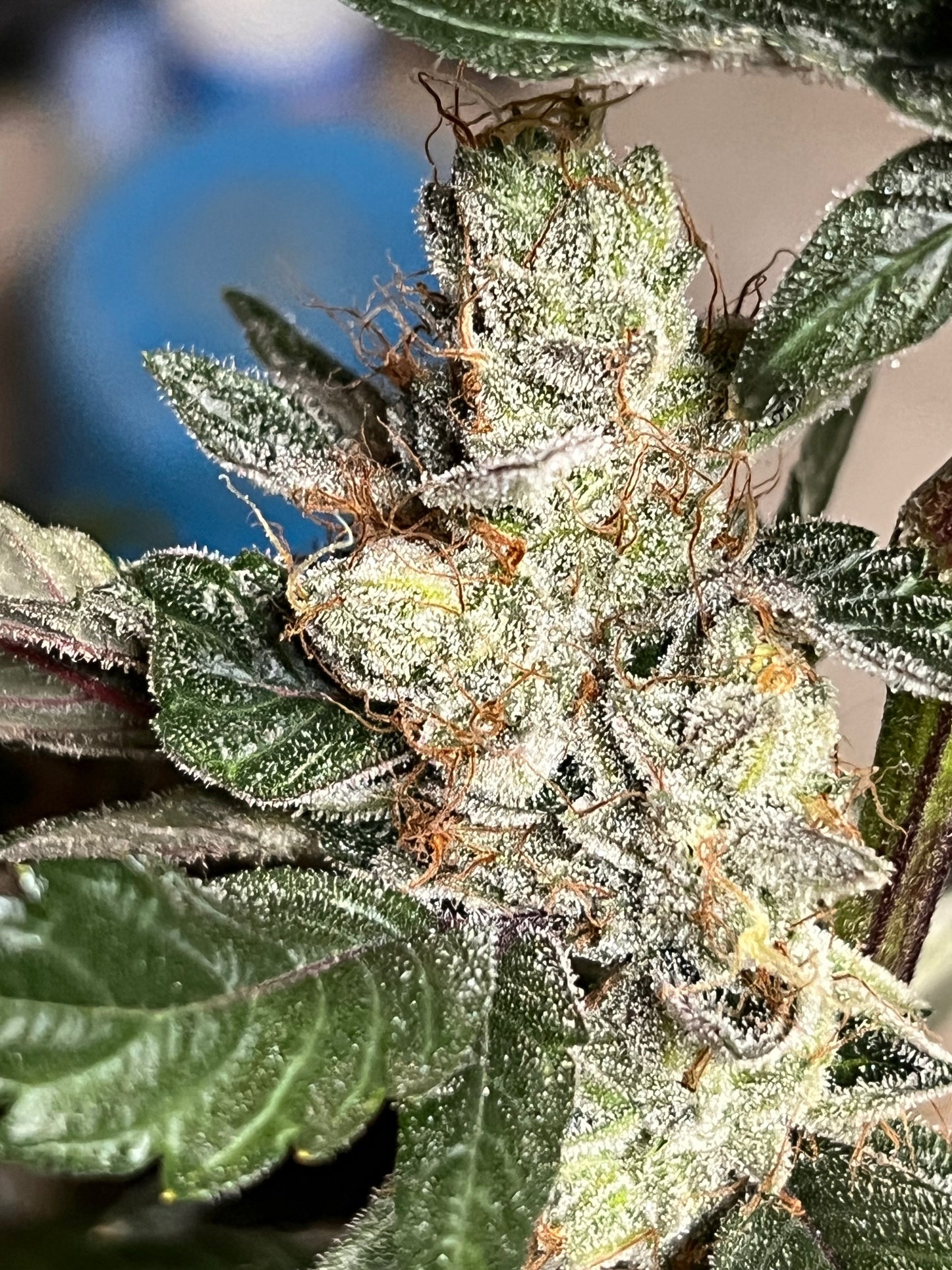 Skunk Sorbet (14 Souvenir Fem. Seeds)