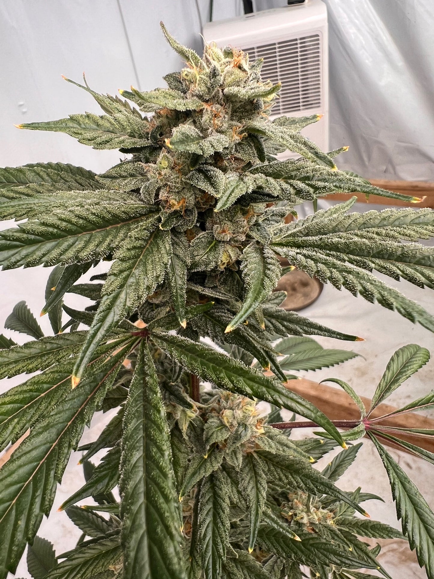 Georgia Summers (7 Souvenir Fem. Seeds)