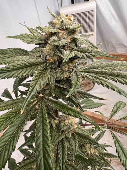 Georgia Summers (7 Souvenir Fem. Seeds)