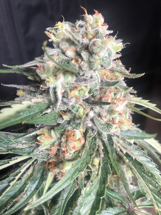 Lime Dog (14 Souvenir Fem. Seeds)