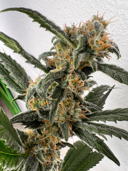 Soar F2 (Sour Strawberry Female) 11 Reg. Novelty Seeds