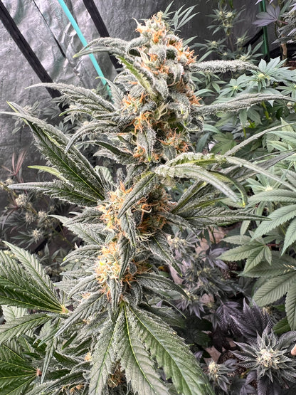 Soar F2 (Sour Strawberry Female) 11 Reg. Novelty Seeds