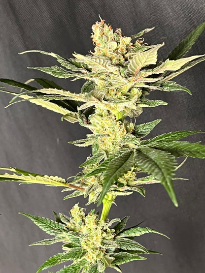 Soar F2 (Sour Strawberry Female) 11 Reg. Novelty Seeds