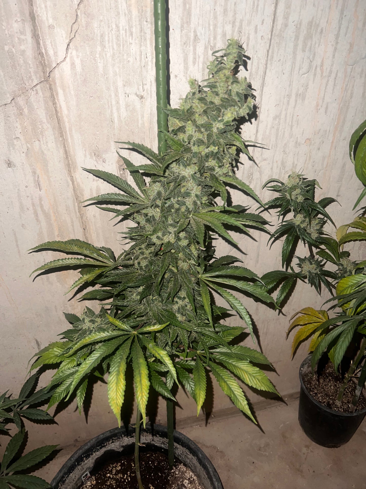 Soar F2 (Sour Strawberry Female) 11 Reg. Novelty Seeds