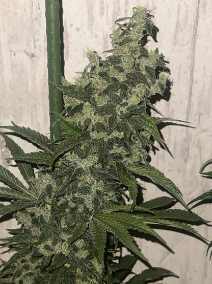 Soar F2 (Sour Strawberry Female) 11 Reg. Novelty Seeds