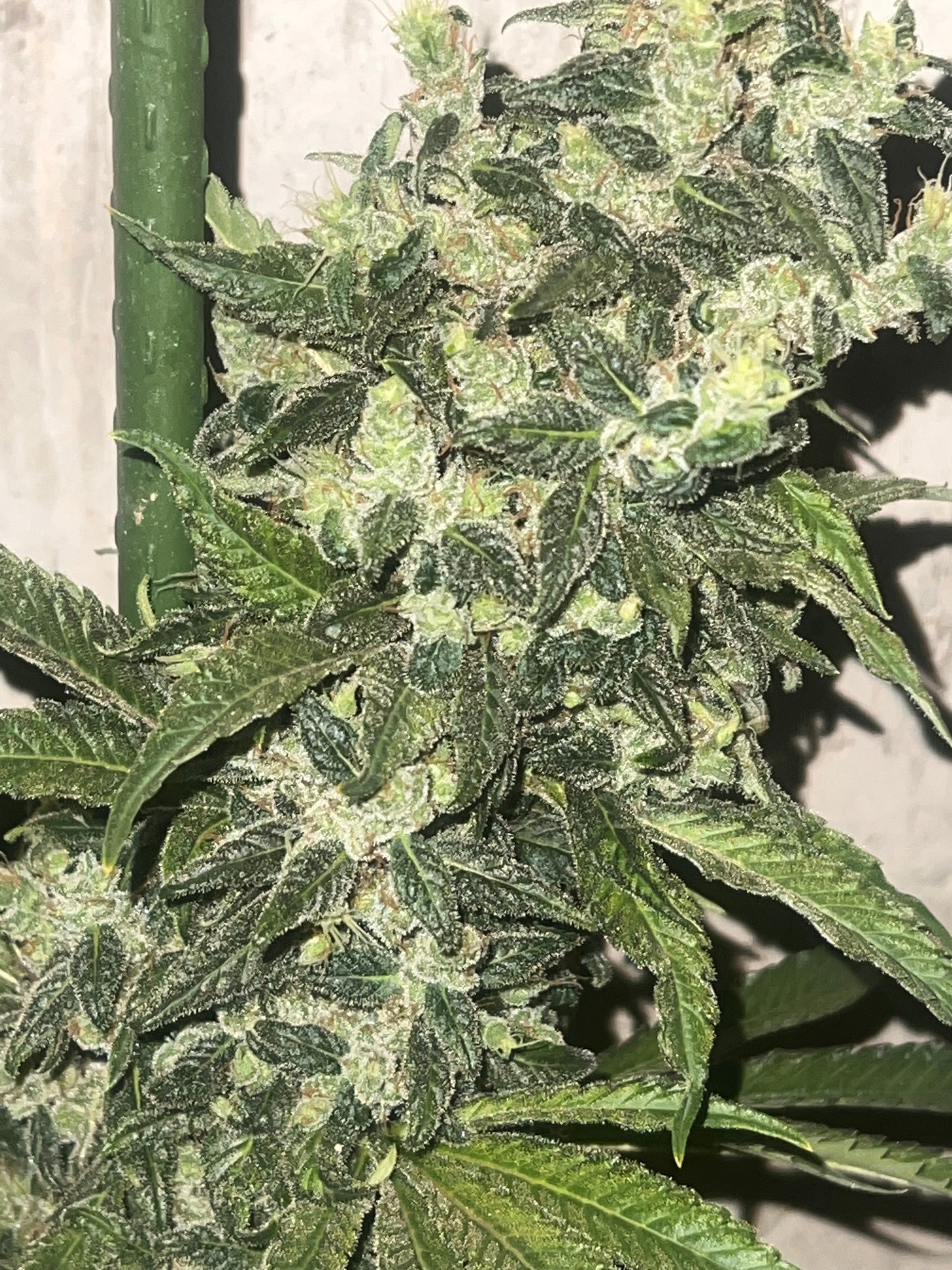 Soar F2 (Sour Strawberry Female) 11 Reg. Novelty Seeds