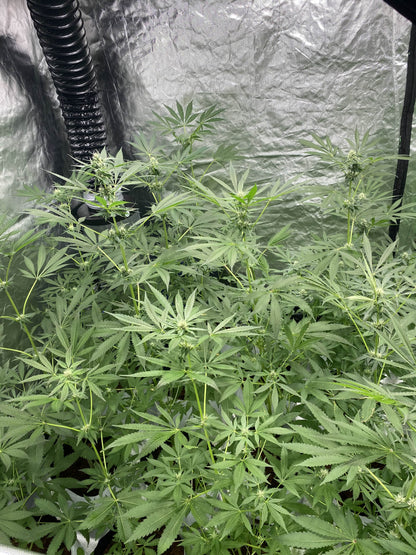 Dog Trainer (7 Souvenir Fem. Seeds)