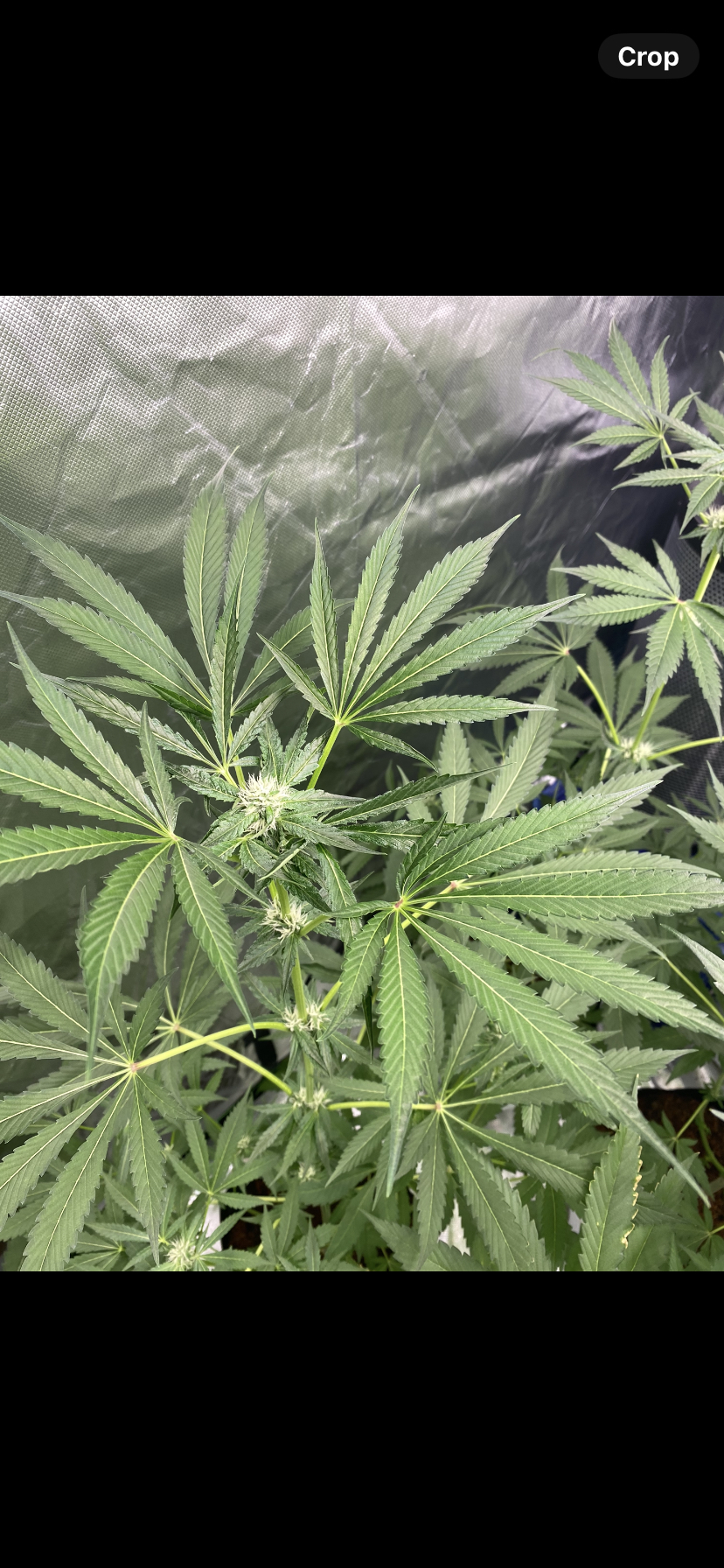 Dog Trainer (7 Souvenir Fem. Seeds)