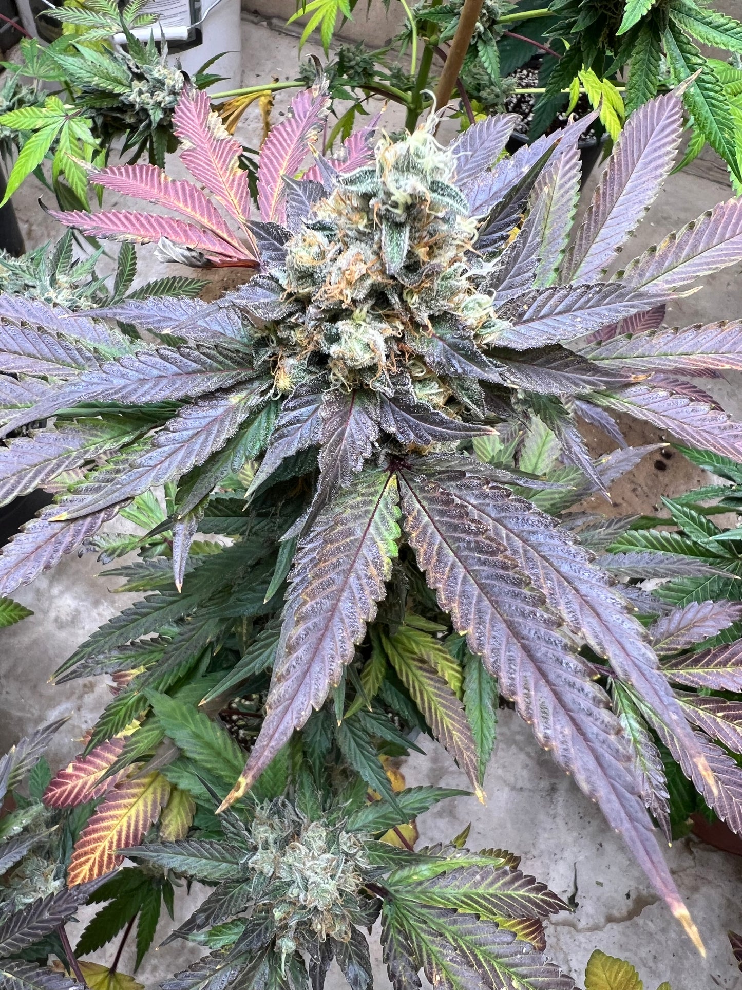 Mystery Machine (12 Regular Souvenir Seeds)