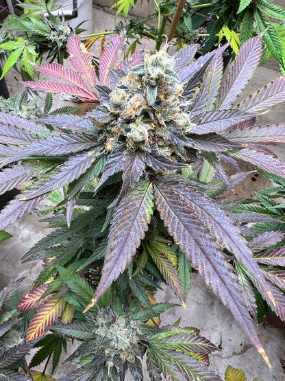 Mystery Machine (12 Regular Souvenir Seeds)