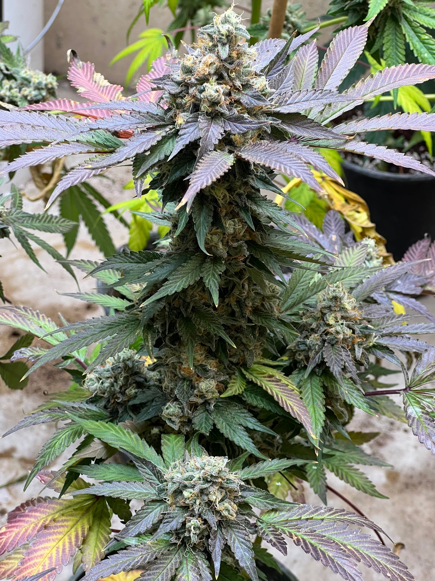 Mystery Machine (12 Regular Souvenir Seeds)