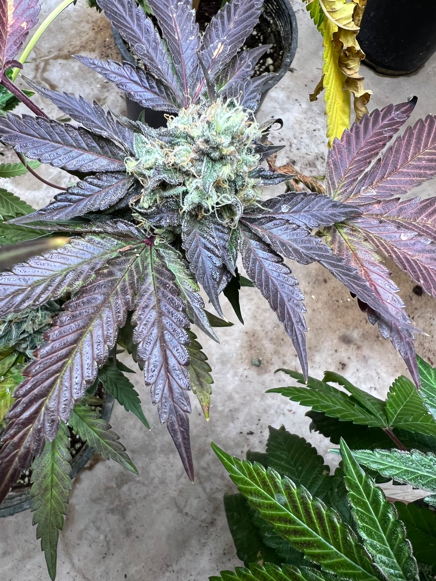 Mystery Machine (12 Regular Souvenir Seeds)