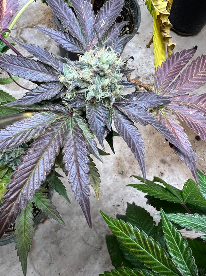 Mystery Machine (12 Regular Souvenir Seeds)