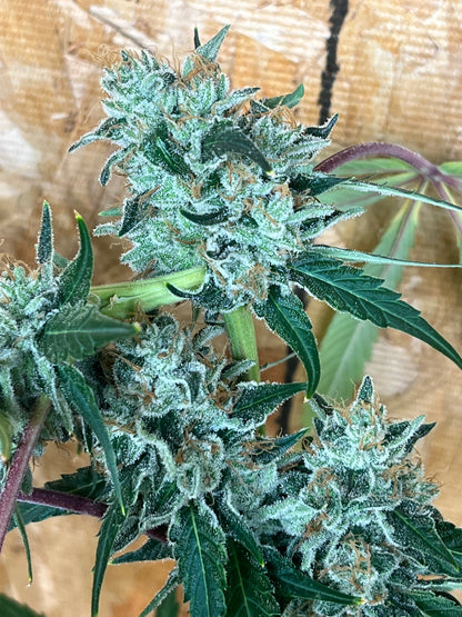Jimi Haze (12 Regular Souvenir Seeds)