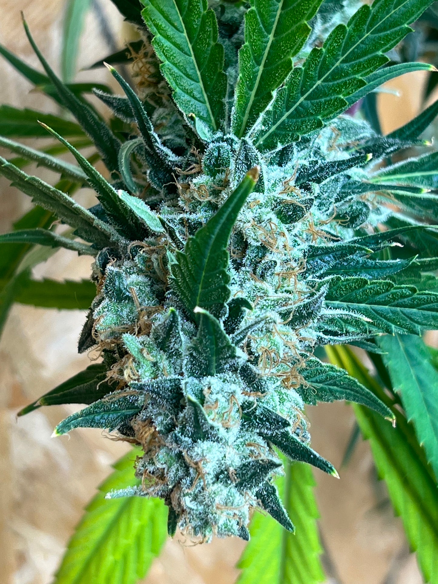 Jimi Haze (12 Regular Souvenir Seeds)