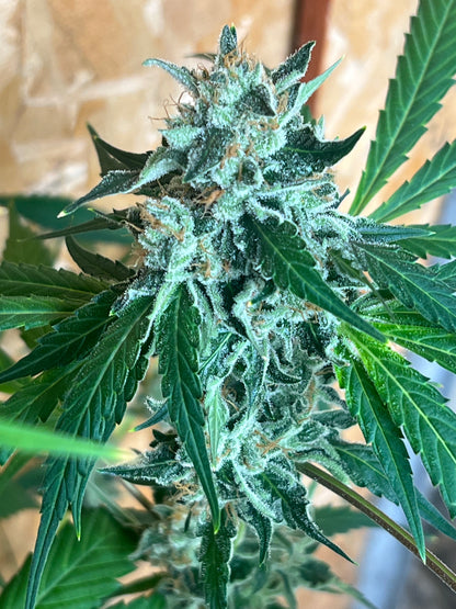 Jimi Haze (12 Regular Souvenir Seeds)