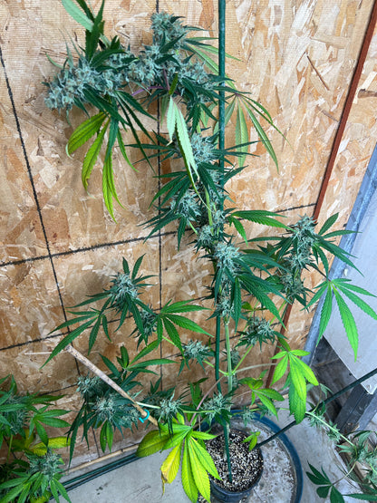 Jimi Haze (12 Regular Souvenir Seeds)