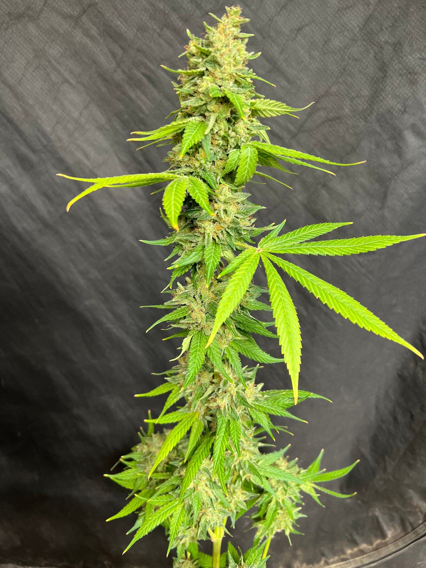 Jimi Haze (12 Regular Souvenir Seeds)