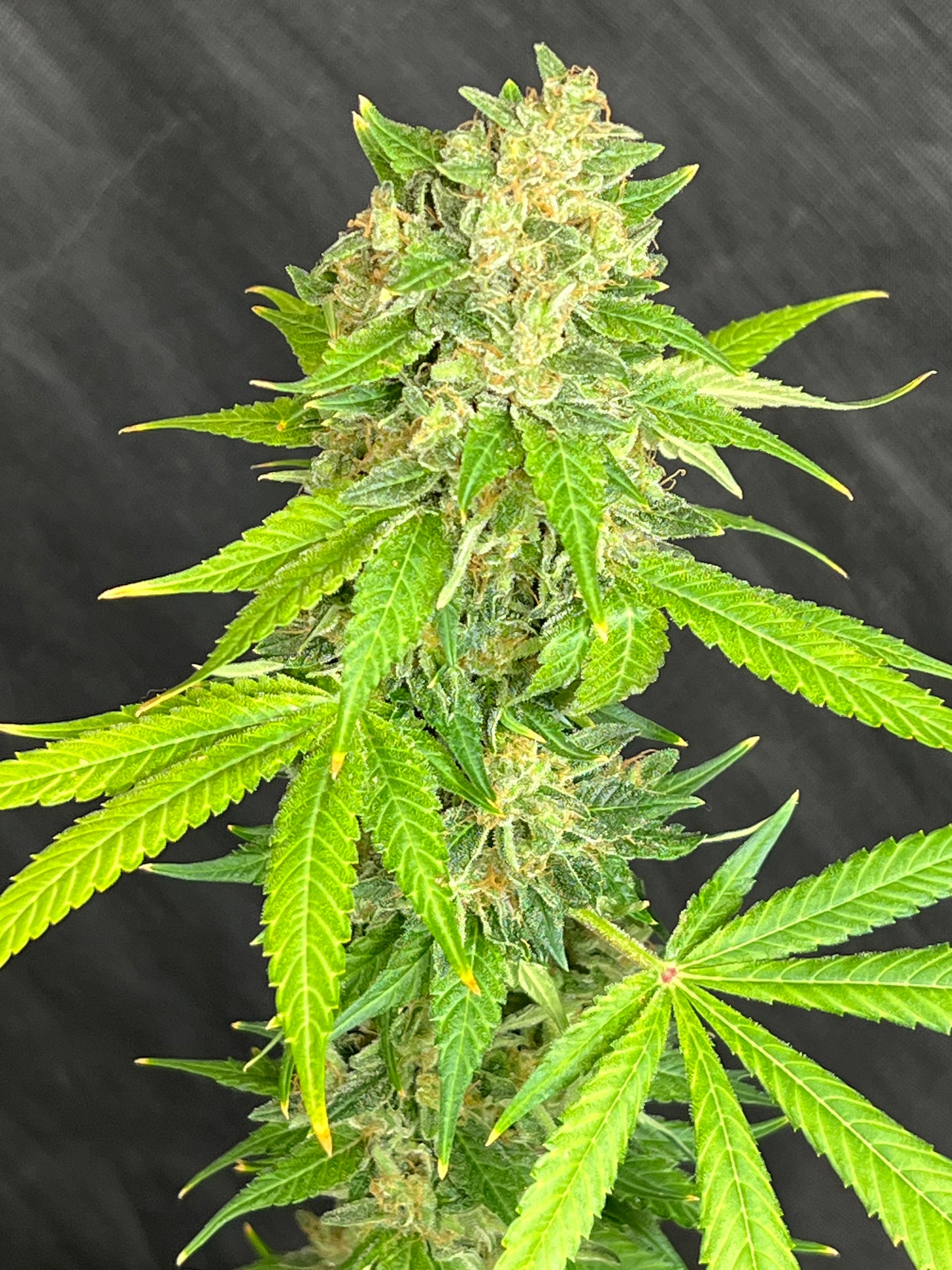 Jimi Haze (12 Regular Souvenir Seeds)