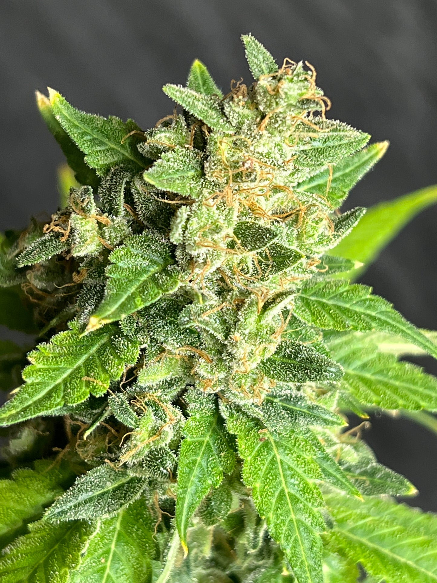 Jimi Haze (12 Regular Souvenir Seeds)