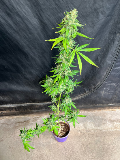 Jimi Haze (12 Regular Souvenir Seeds)