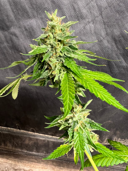 Jimi Haze (12 Regular Souvenir Seeds)
