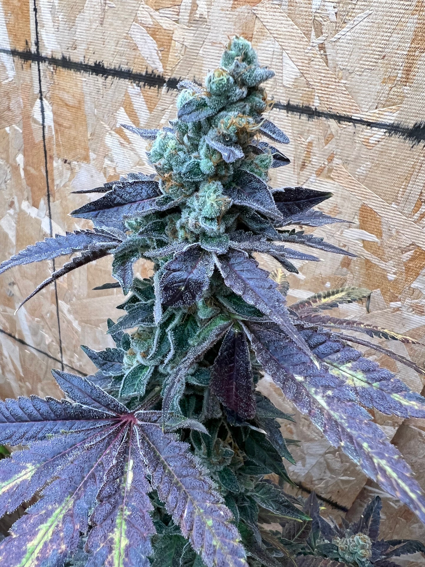 Buddhist Bubblegum (12 Regular Souvenir Seeds)