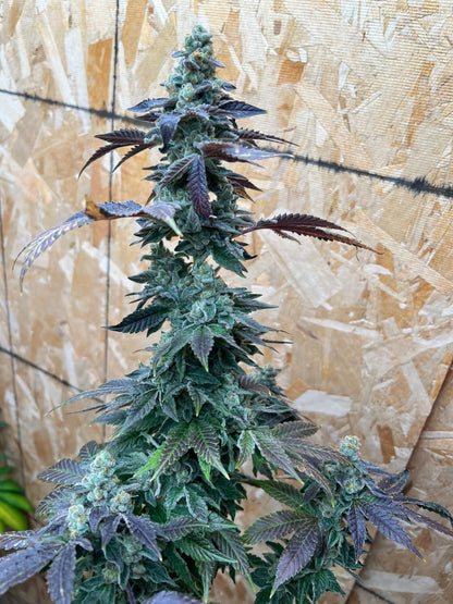 Buddhist Bubblegum (12 Regular Souvenir Seeds)