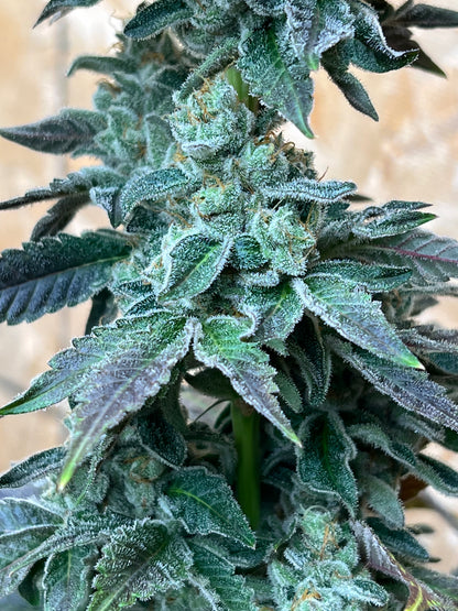 Buddhist Bubblegum (12 Regular Souvenir Seeds)