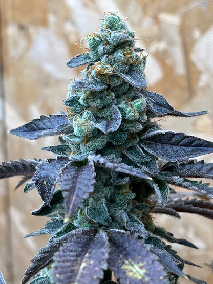 Buddhist Bubblegum (12 Regular Souvenir Seeds)