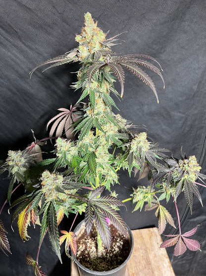 Mystery Machine (12 Regular Souvenir Seeds)