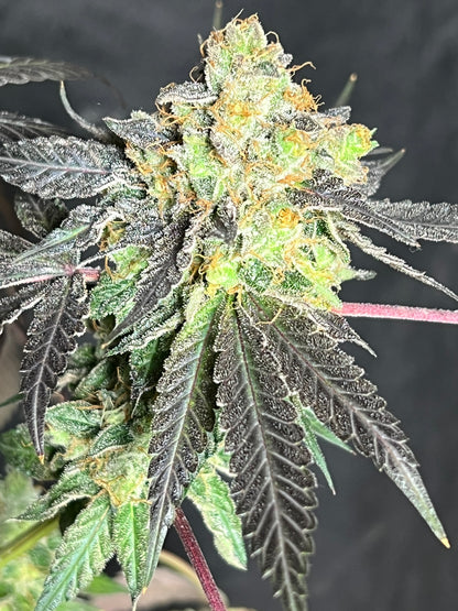 Mystery Machine (12 Regular Souvenir Seeds)