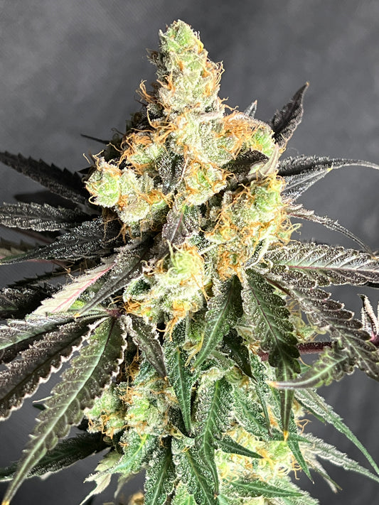 Mystery Machine (12 Regular Souvenir Seeds)