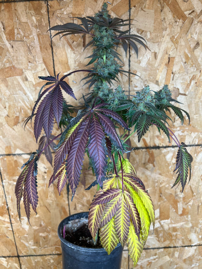 Mystery Machine (12 Regular Souvenir Seeds)