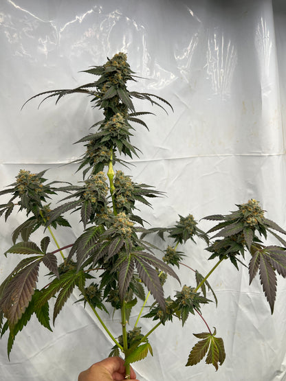 Gary Gum (12 Regular Souvenir Seeds)