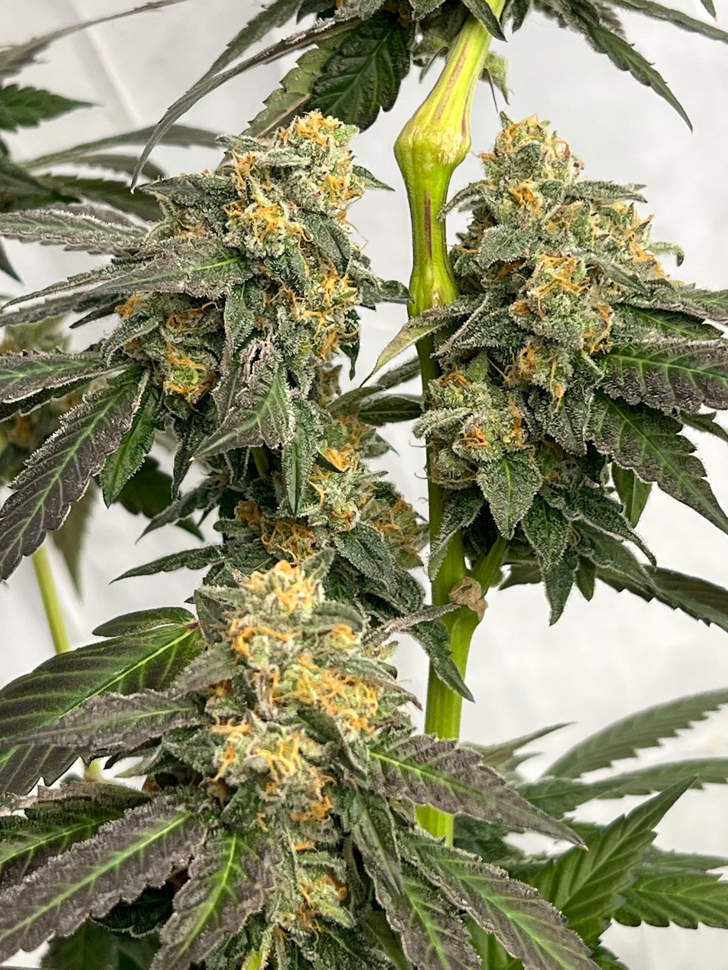 Gary Gum (12 Regular Souvenir Seeds)