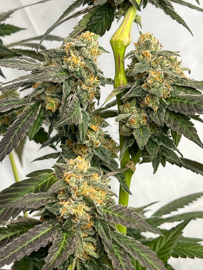 Gary Gum (12 Regular Souvenir Seeds)