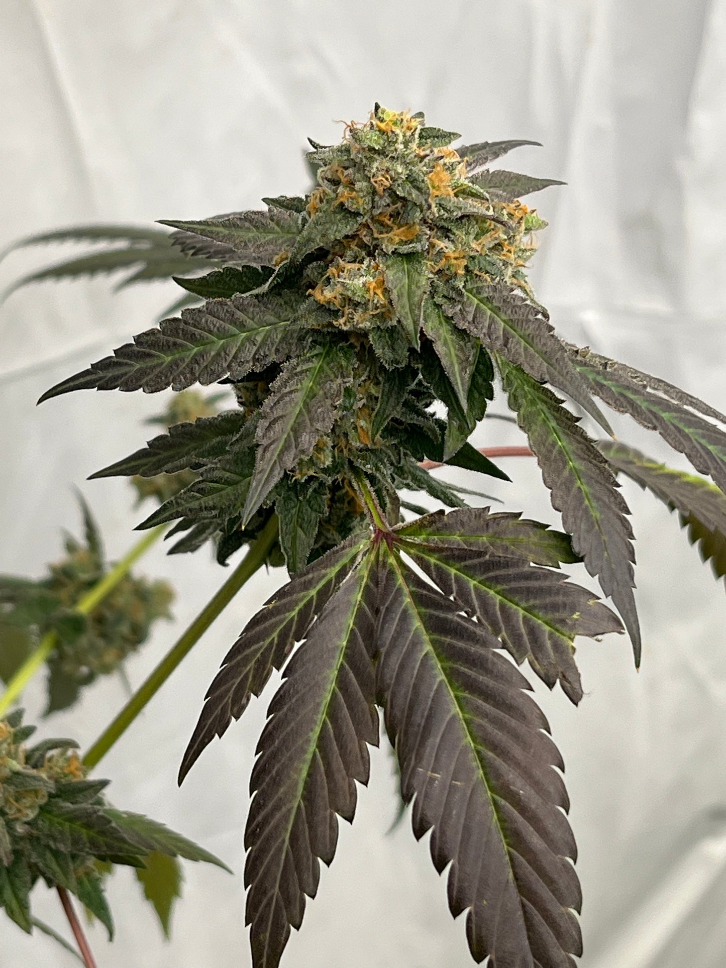 Gary Gum (12 Regular Souvenir Seeds)