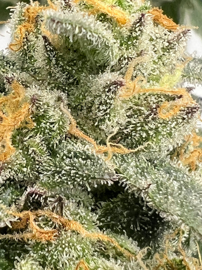 Buddhist Bubblegum (12 Regular Souvenir Seeds)