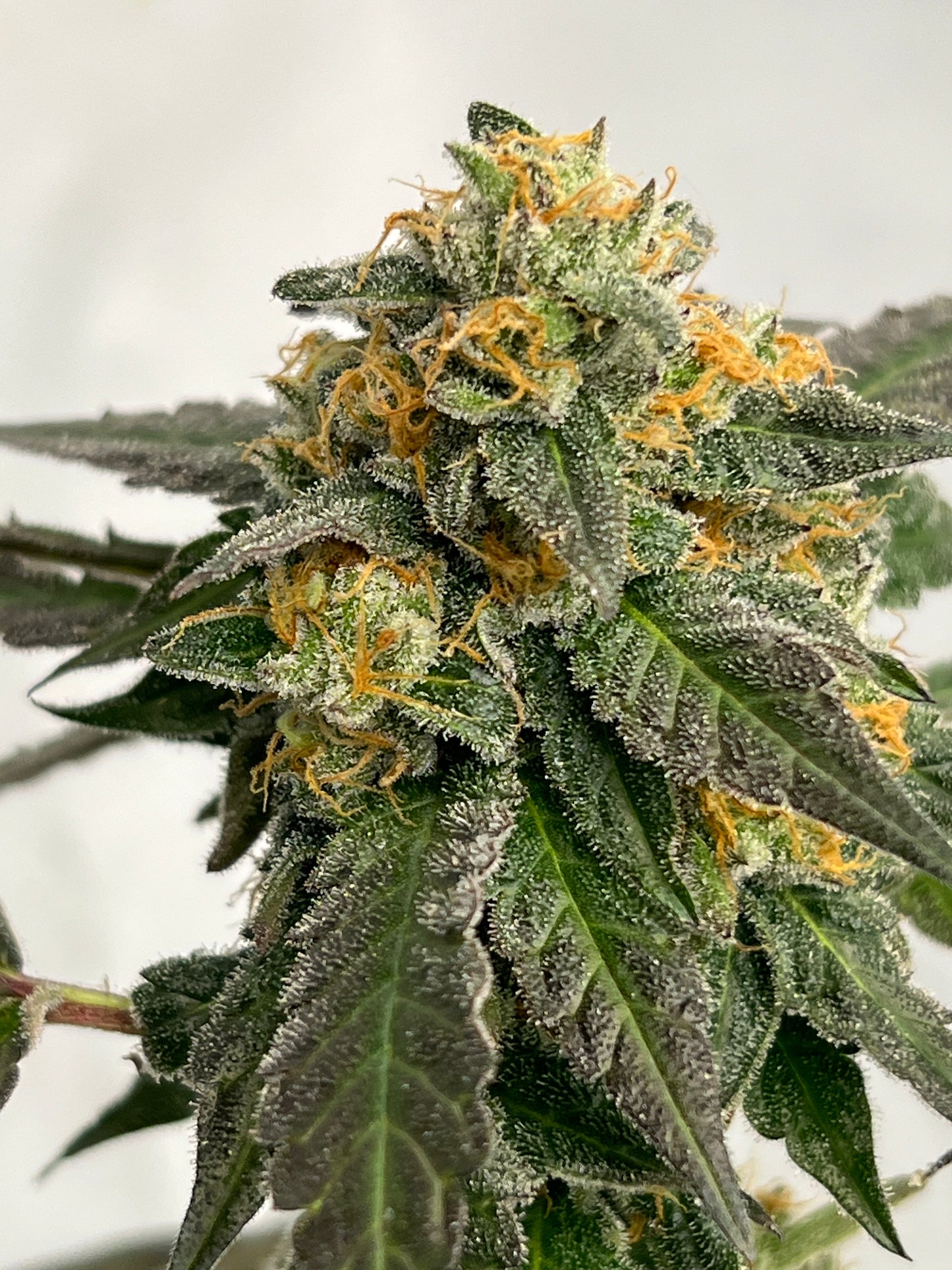 Gary Gum (12 Regular Souvenir Seeds)