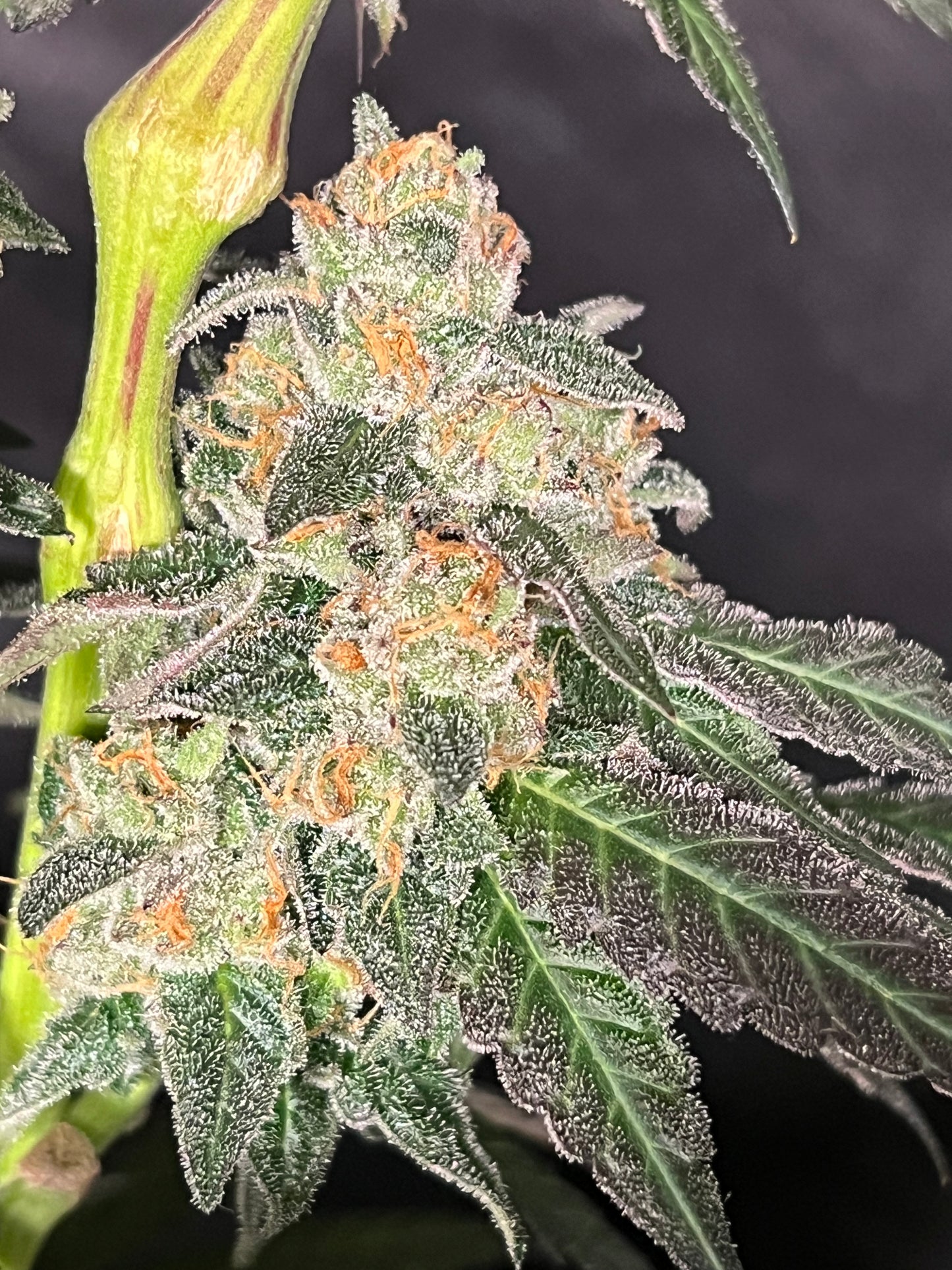 Gary Gum (12 Regular Souvenir Seeds)