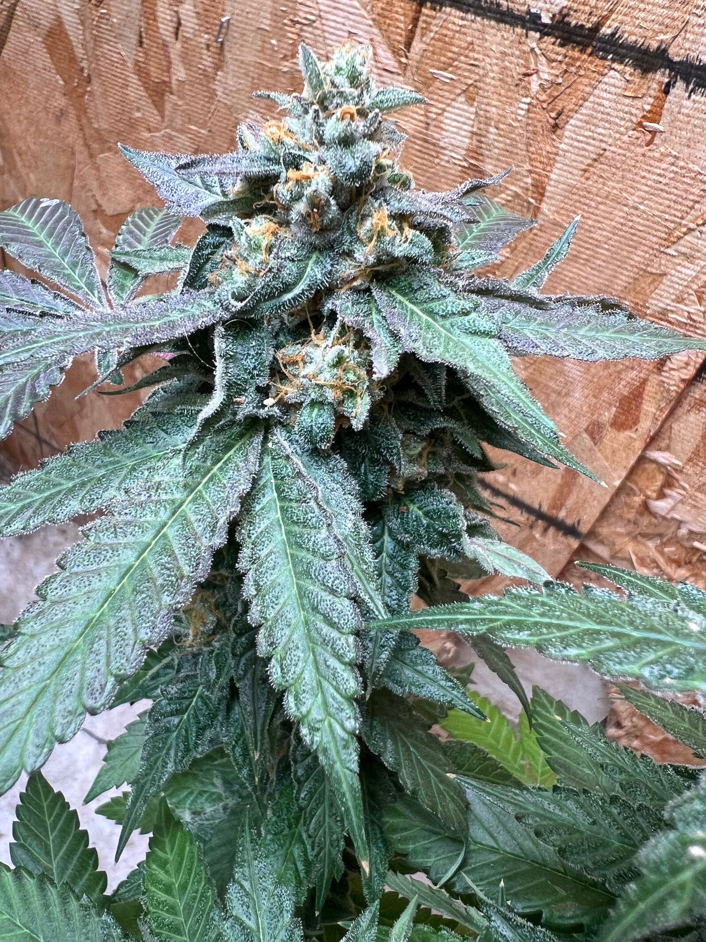 Gary Gum (12 Regular Souvenir Seeds)